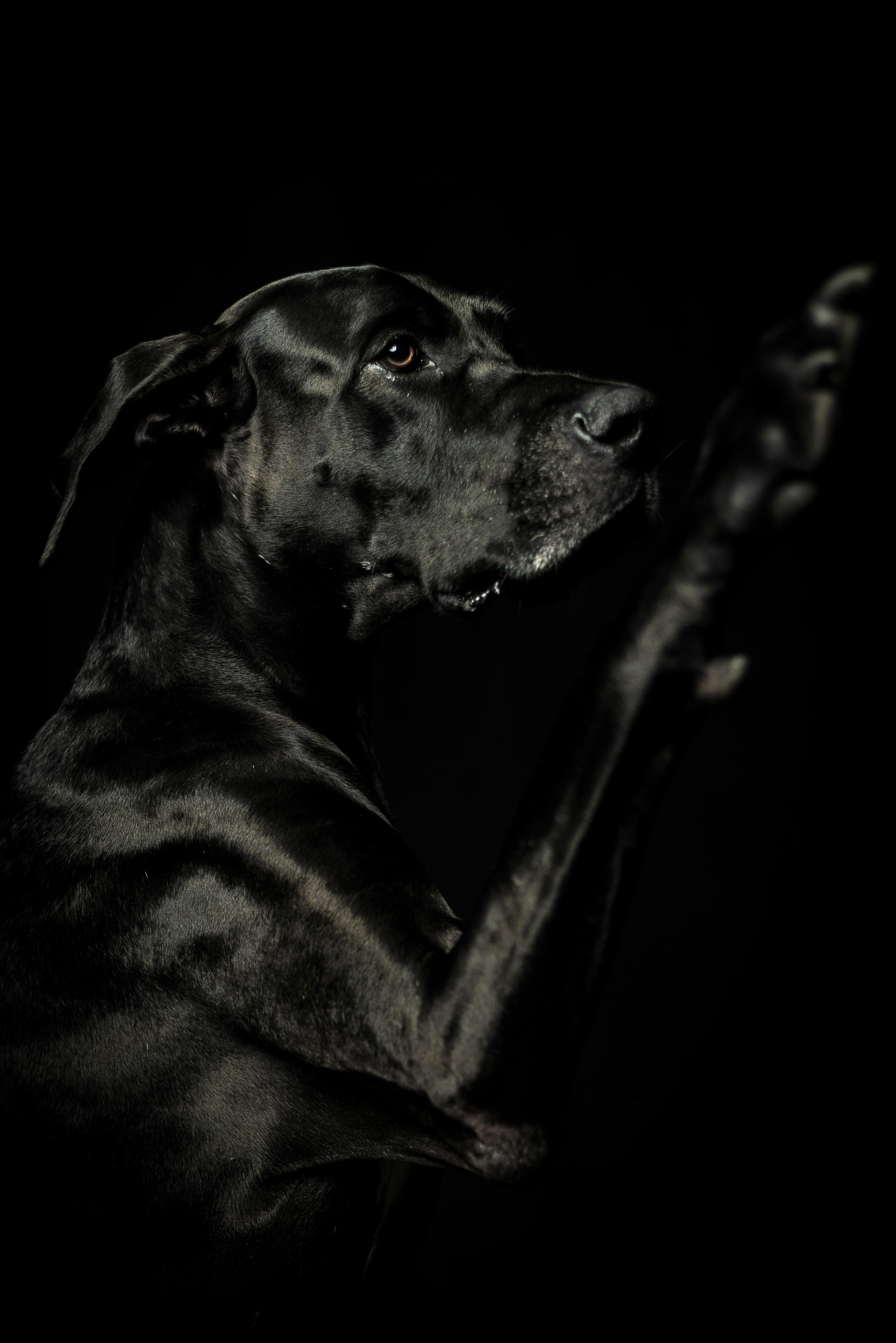 Black Short Coat Medium Dog · Free Stock Photo