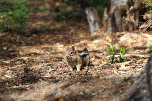 Brown Squirrel on Brown Ground