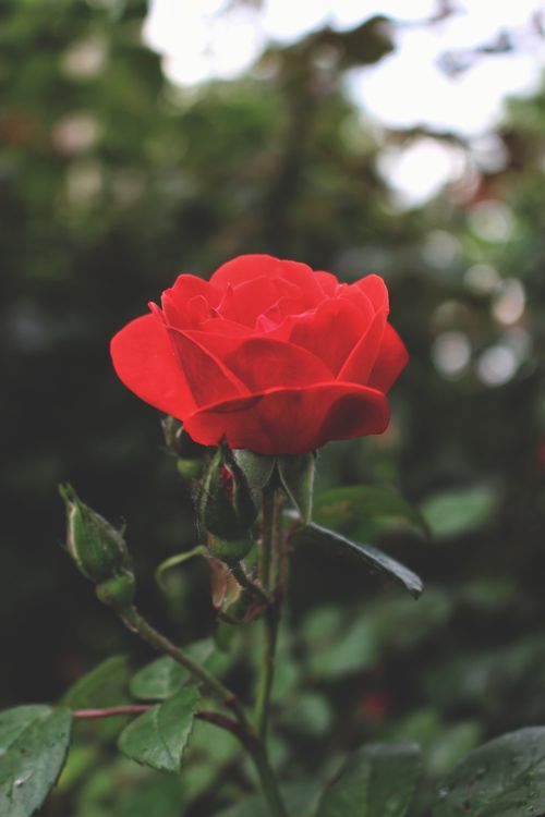 Free Close-up of a vibrant red rose in full bloom capturing nature's beauty outdoors. Stock Photo