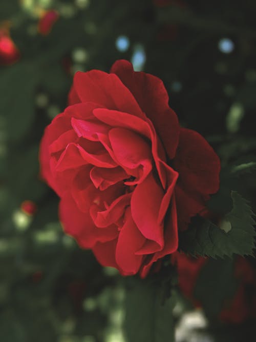 A Close-Up Shot of a Red Rose 