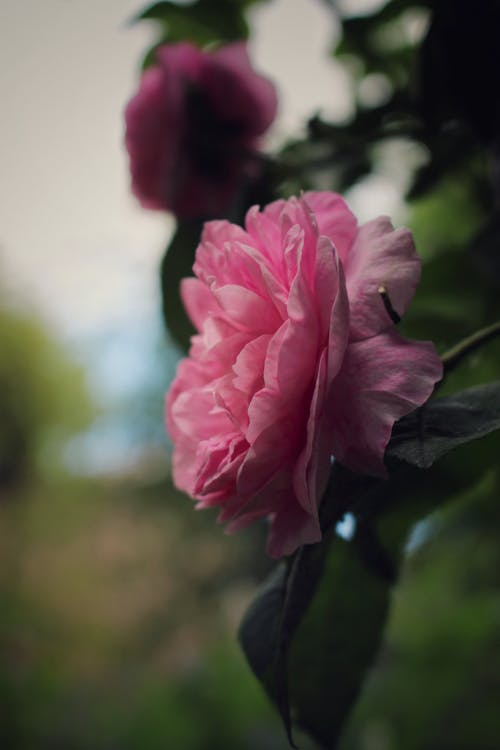 Free A Close-Up Shot of a Pink Rose Stock Photo