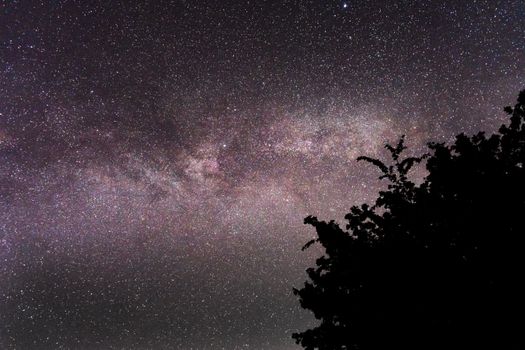 夜空中的银河系映衬着树木，令人惊叹