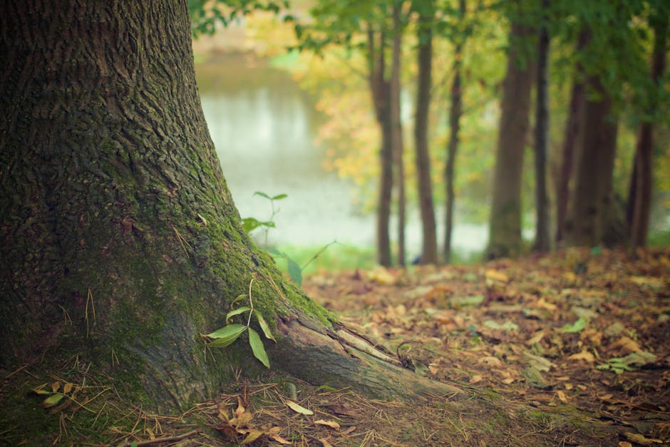 Brown and Green Trees Near Body of Water