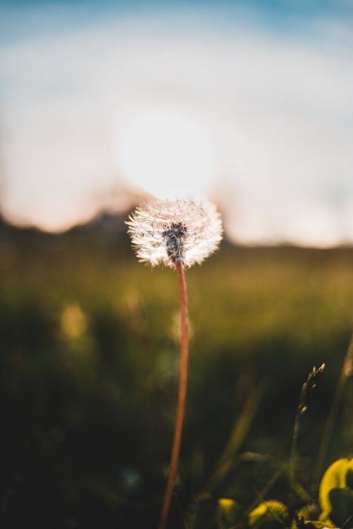 Free A dandelion stands gracefully with the sun setting in the background, captured with shallow depth of field. Stock Photo