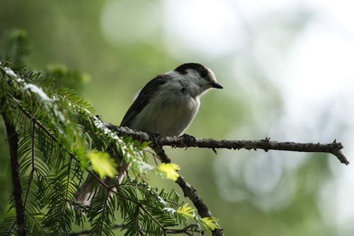 Bird Perched on Tree Branch