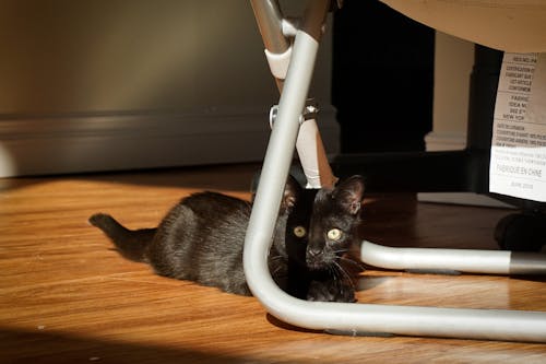 Free stock photo of black cat, sunshine, wood floor
