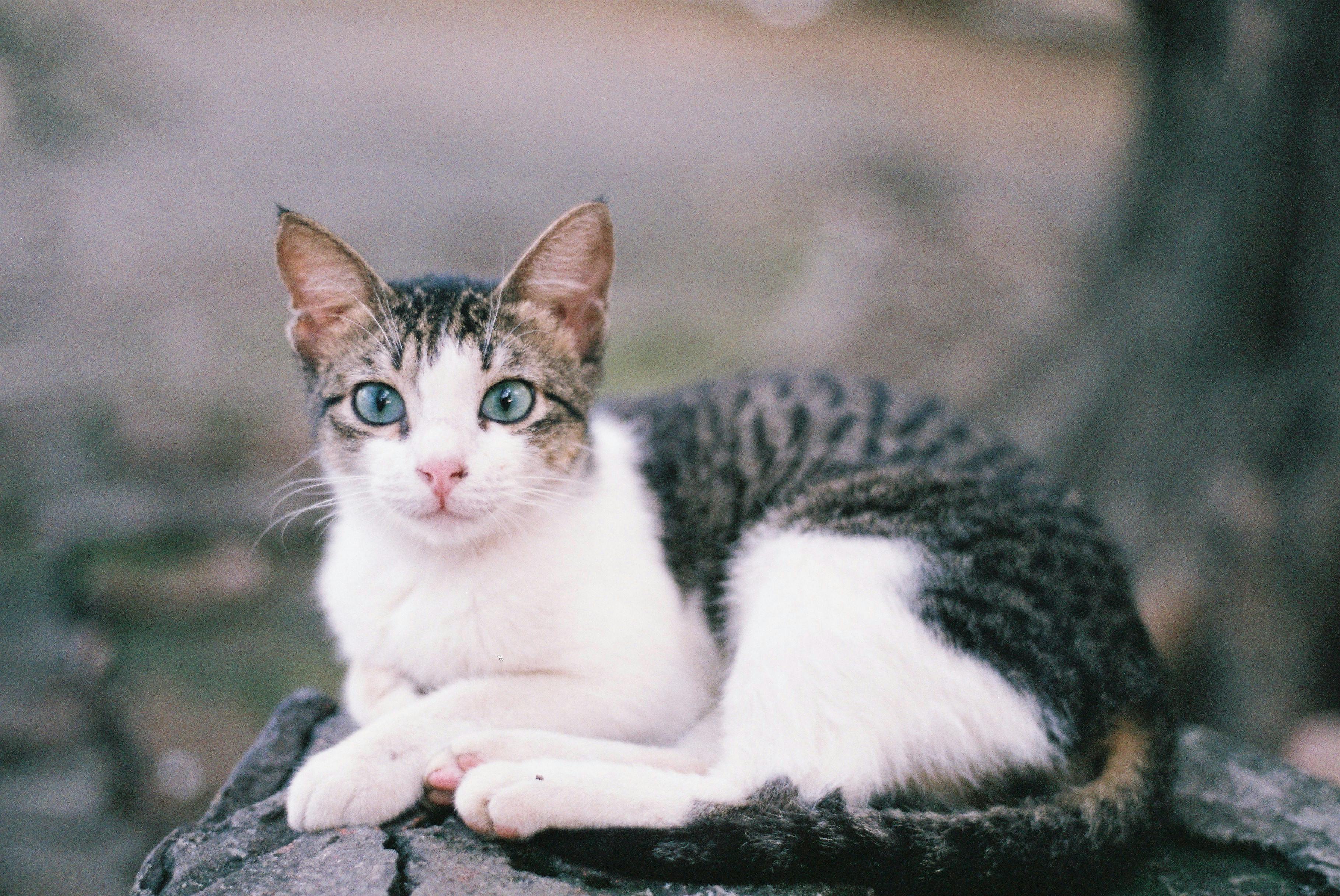 一只可爱的虎斑猫躺在岩石上，背景自然虚化