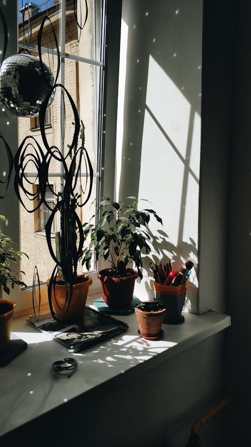 Green Potted Plants by the Window
