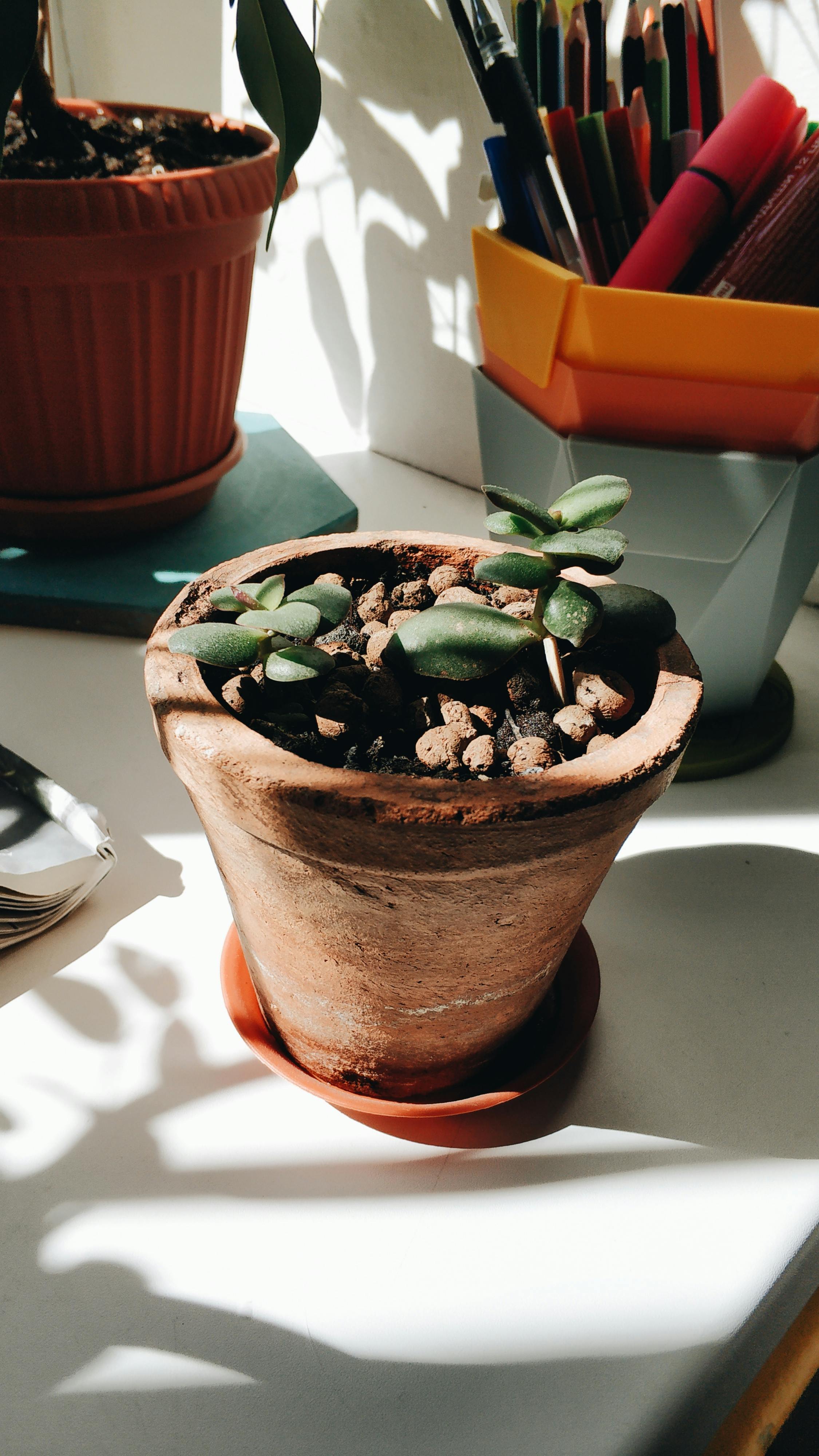 Green Plant on Brown Clay Pot · Free Stock Photo