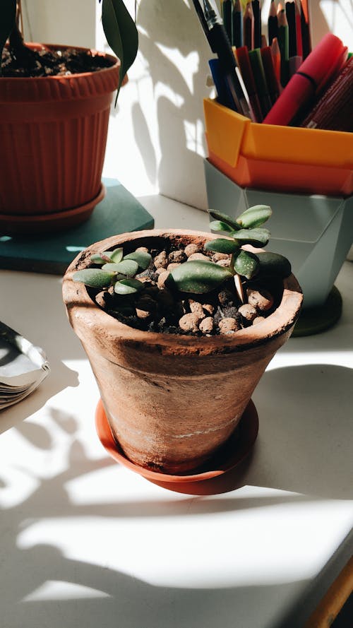 Green Plant on Brown Clay Pot