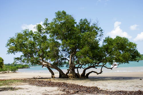 Free stock photo of beach life, tree