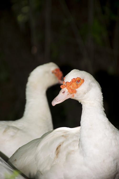 Free stock photo of ducks, white duck