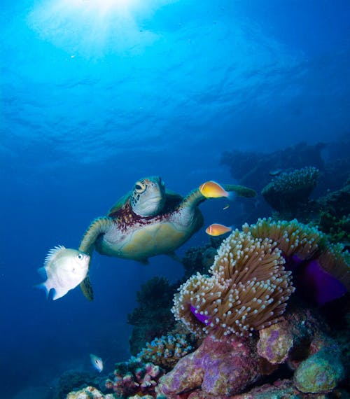 Underwater Photography of Turtle and Fish Near Coral Reef