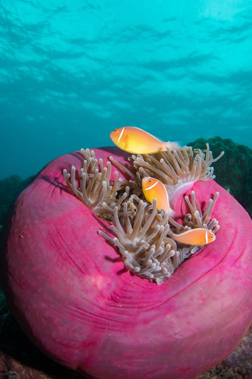 Foto stok gratis air, anemon laut, batu karang