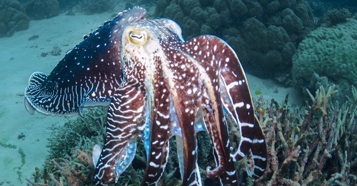 Photo of Cuttlefish Underwater