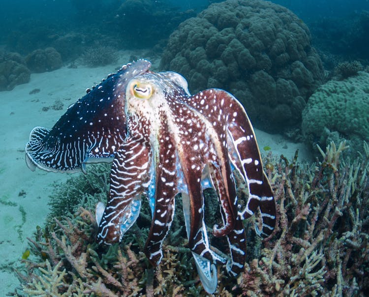 Photo Of Cuttlefish Underwater