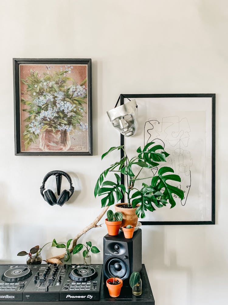 Assorted Potted Plants On Music Speaker Near Pictures At Home