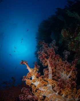 Close-up view of a colorful coral reef ecosystem under clear ocean waters in Australia.