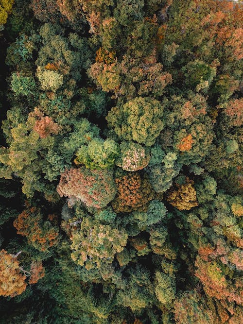 Aerial View of Trees in the Forest