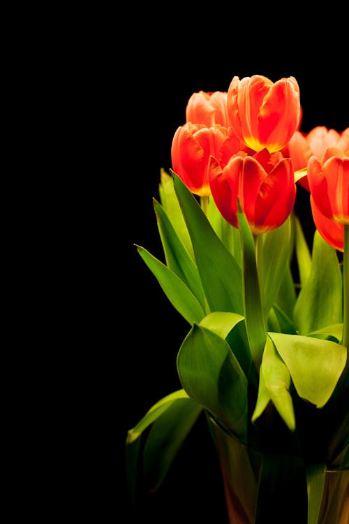 Безкоштовне стокове фото на тему «букет, ваза, весна»