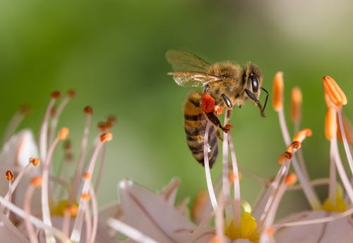 бесплатная Пчела на белом цветке Стоковое фото