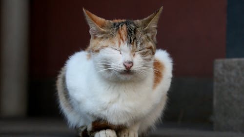 Бесплатное стоковое фото с кошка