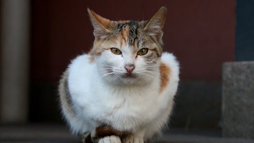 Бесплатное стоковое фото с кошка