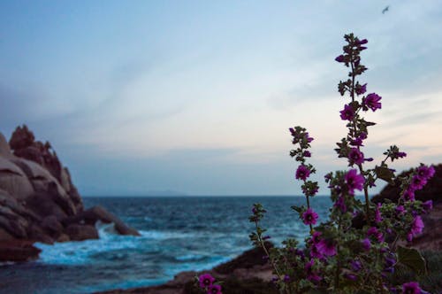 Free stock photo of cielo al tramonto, fiori, fiori viola Stock Photo