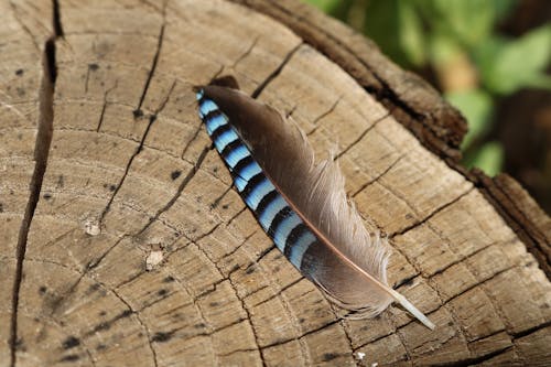 Free stock photo of bird feather, blue, feather Stock Photo