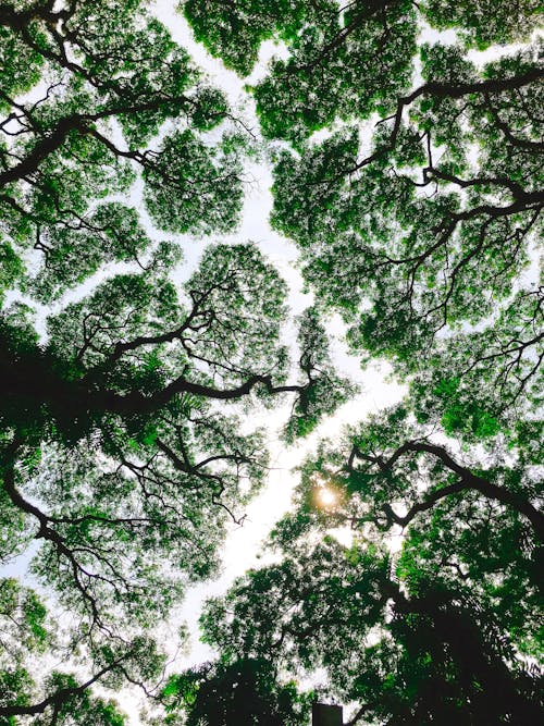 Kostenloses Stock Foto zu bäume, low-angle-shot, natur
