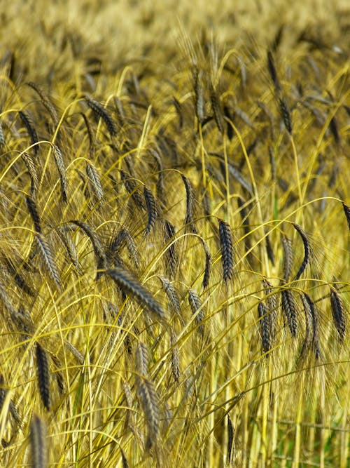 бесплатная Зеленая трава пшеницы при дневной фотографии Стоковое фото
