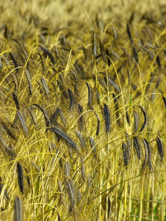 Kostenlos Grünes Weizengras Bei Tagesfotografie Stock-Foto