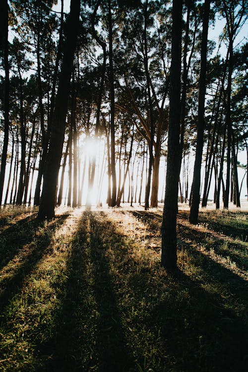 Free Photo of Trees During Golden Hour Stock Photo