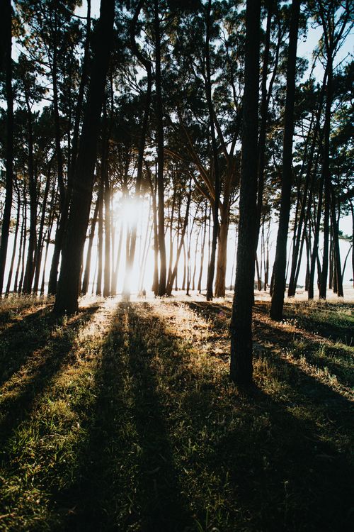 Free Sunlight streams through a dense forest, casting dramatic shadows on the grass during golden hour. Stock Photo