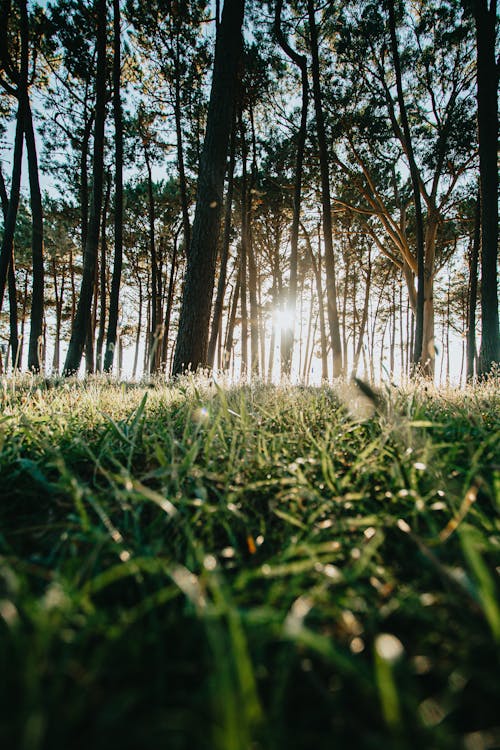 Kostnadsfri bild av gräs, gyllene timmen, lågvinkelfoto