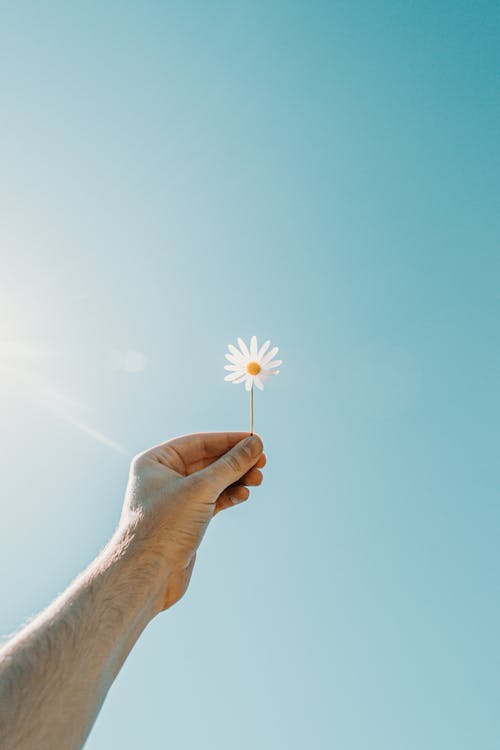 Person, Die Weiße Gänseblümchenblume Hält