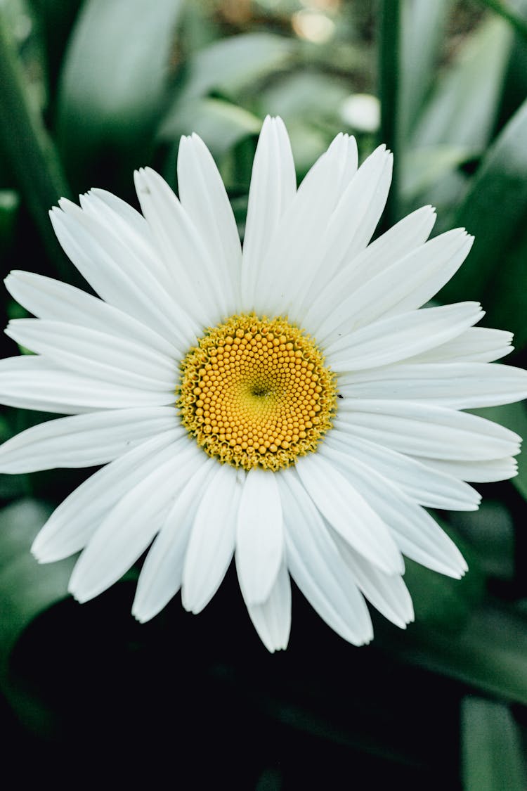 Beautiful Chamomile With White Petals Around Yellow Core