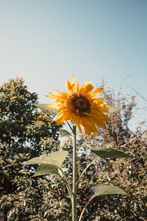 Free Yellow Sunflower in Bloom Stock Photo