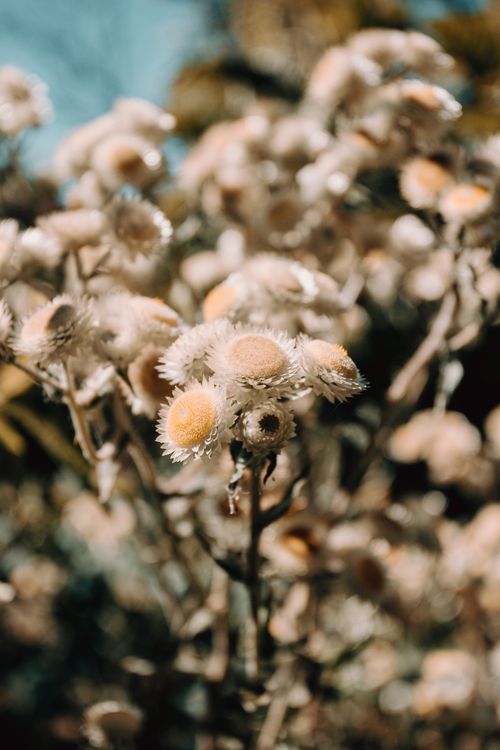 Free Detailed view of delicate white wildflowers blooming outdoors with soft focus background. Stock Photo