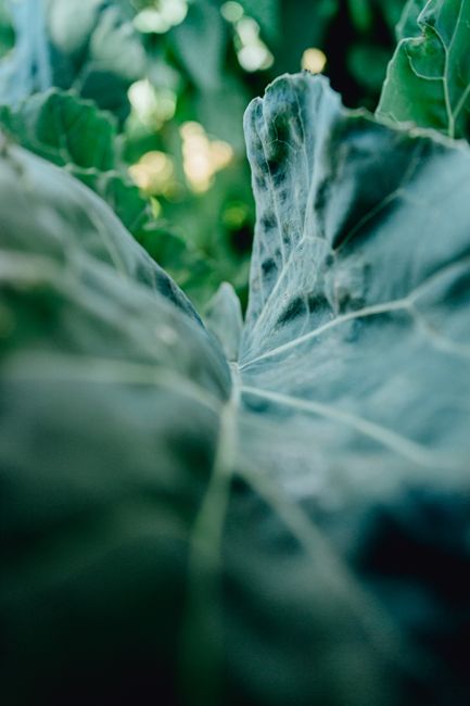 Detailed macro shot of a green leaf highlighting its textures and veins, emphasizing nature's beauty.