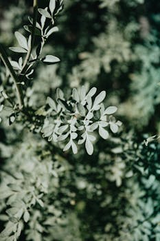 Detailed view of green leaves with a blurred green background and shallow focus effect.