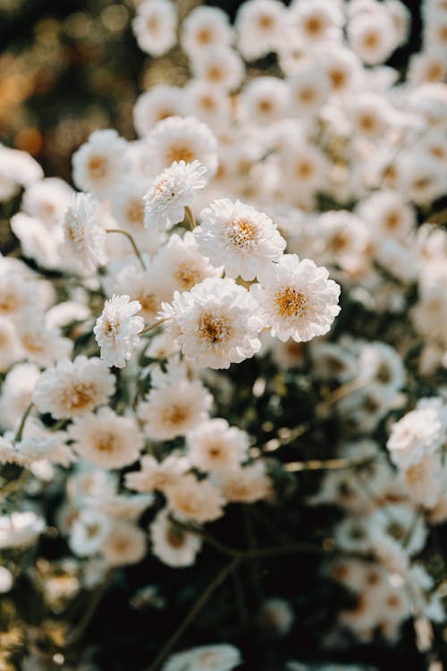 Fotobanka s bezplatnými fotkami na tému biela, biele kvety, čerstvosť