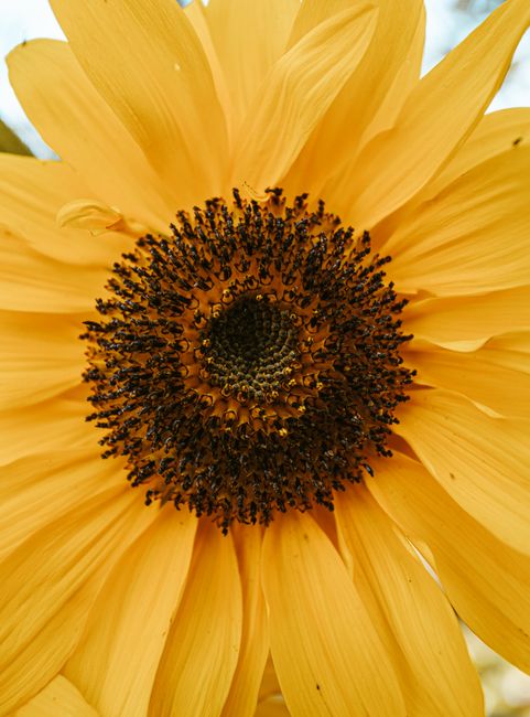 Detailed close-up shot of a blooming yellow sunflower, showcasing its vibrant petals and intricate details.