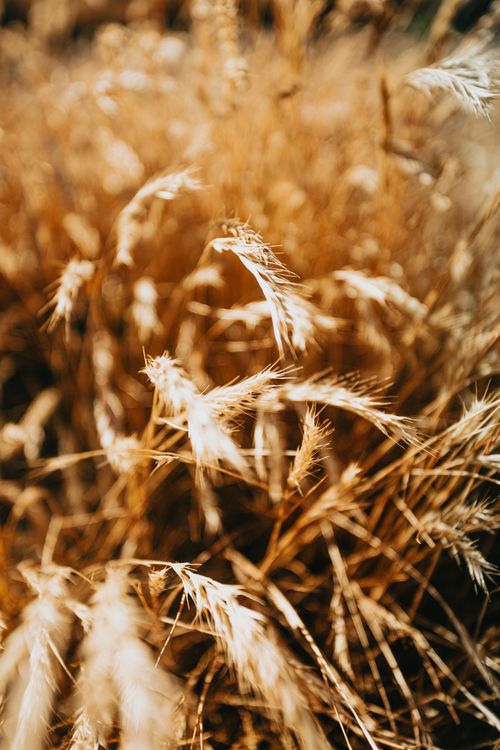Free Closeup shot of orange spikelets fluttering on wind and growing in agricultural meadow during sunny day Stock Photo