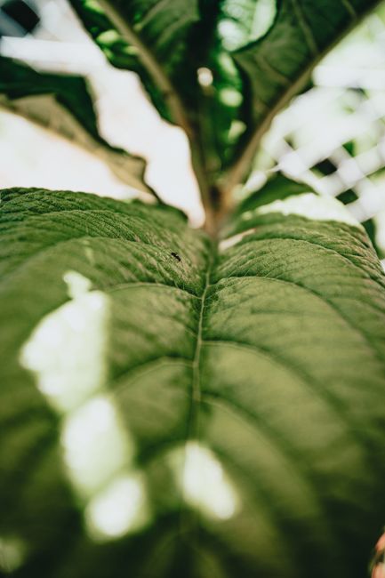 A detailed macro shot of a vibrant green leaf showing textures and sunlight filtering through.