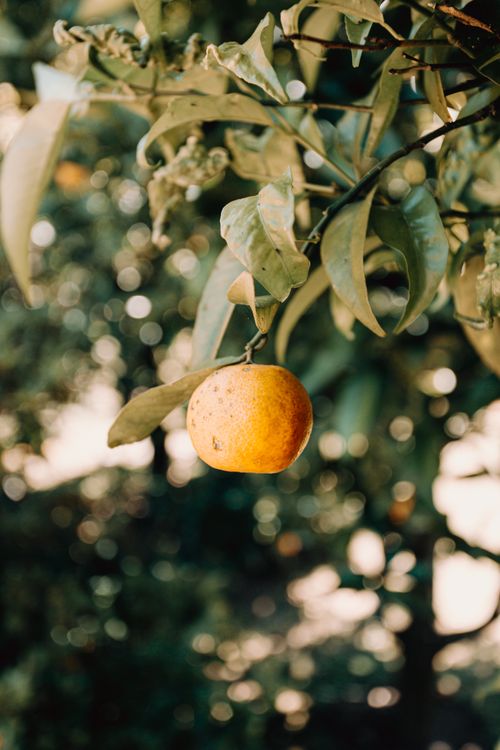 Free A vibrant ripe orange hanging from a branch with lush green leaves and natural bokeh background. Stock Photo