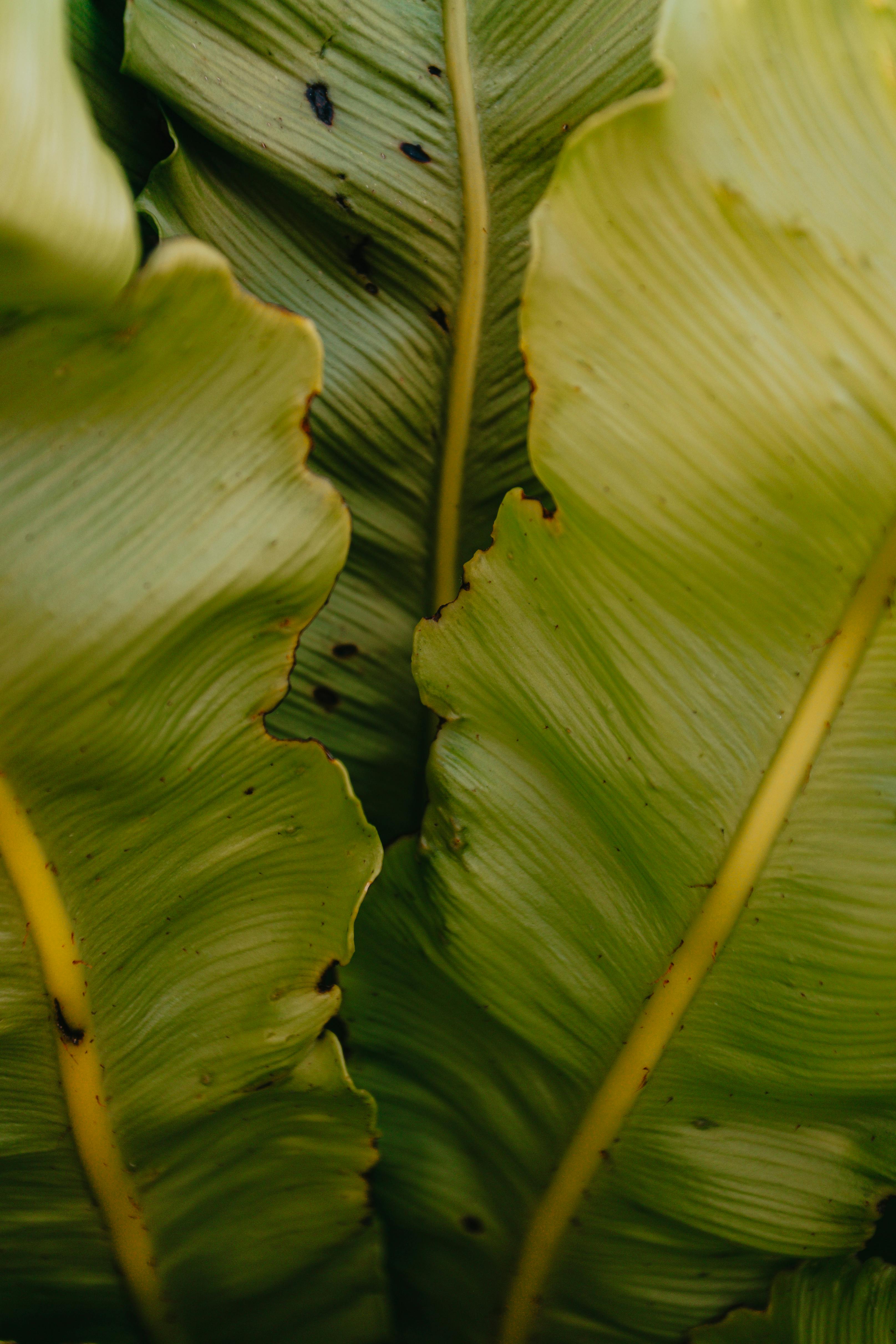 A detailed close-up of vibrant green tropical leaves showcasing texture and freshness.