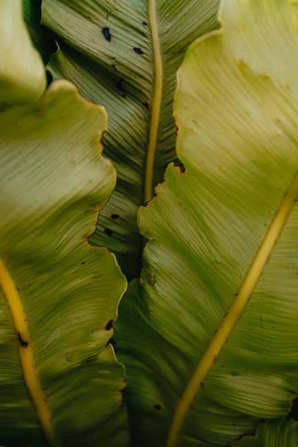 A detailed close-up of vibrant green tropical leaves showcasing texture and freshness.
