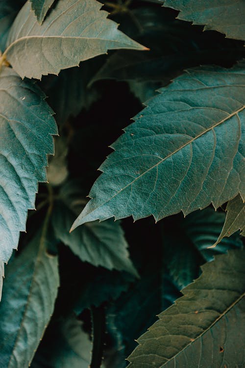 Free Photo of Green Leaves Stock Photo