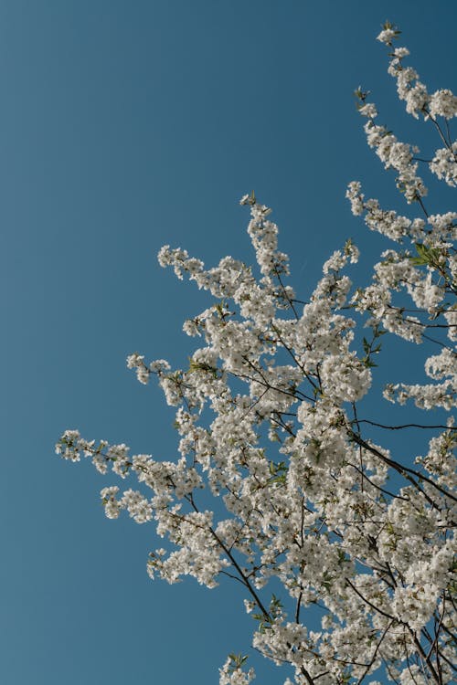 Darmowe zdjęcie z galerii z białe kwiaty, błękitne niebo, delikatny